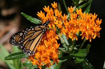 Milkweed with  Monarch butterfly